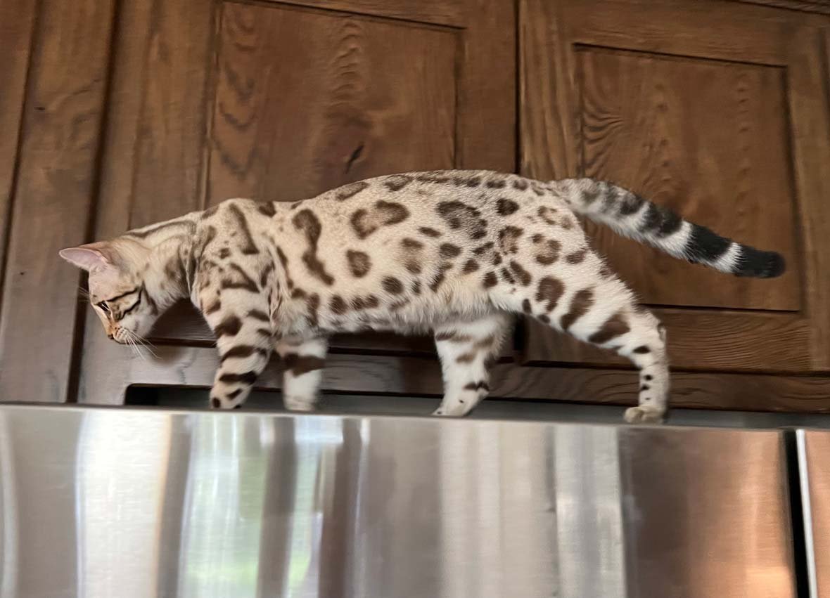 A Bengal cat exhibiting feline passion perched atop a refrigerator.