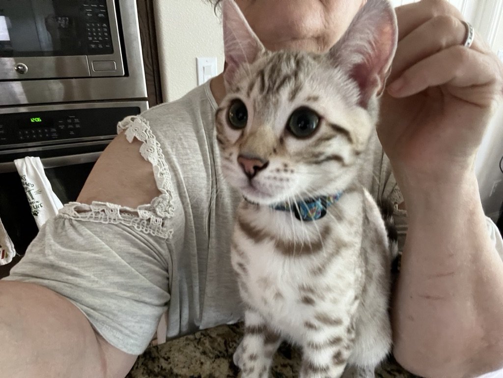 A Bengal kitten is being held by the Award-Winning Bengal Breeder in Texas, showcasing her feline passion.