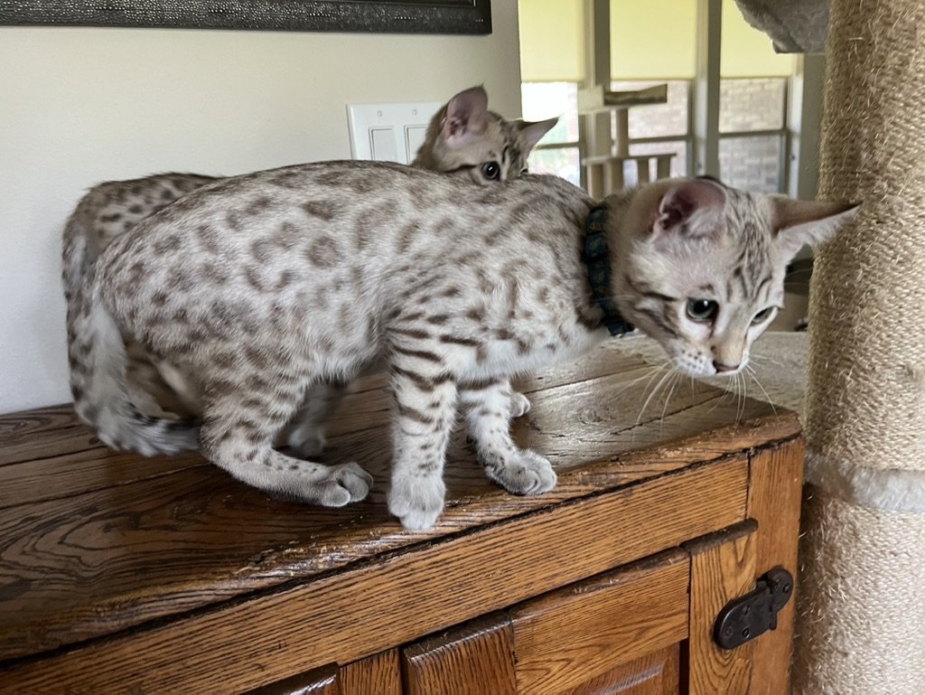Award-Winning Bengal Breeder showcases two Bengal kittens on a dresser.
