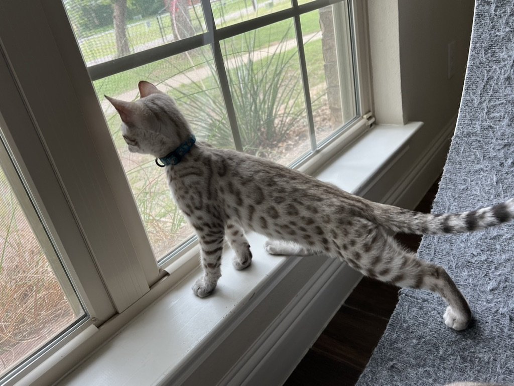 An award-winning Bengal breeder captures a superior quality Bengal cat gazing serenely through a window, fueled by their feline passion.