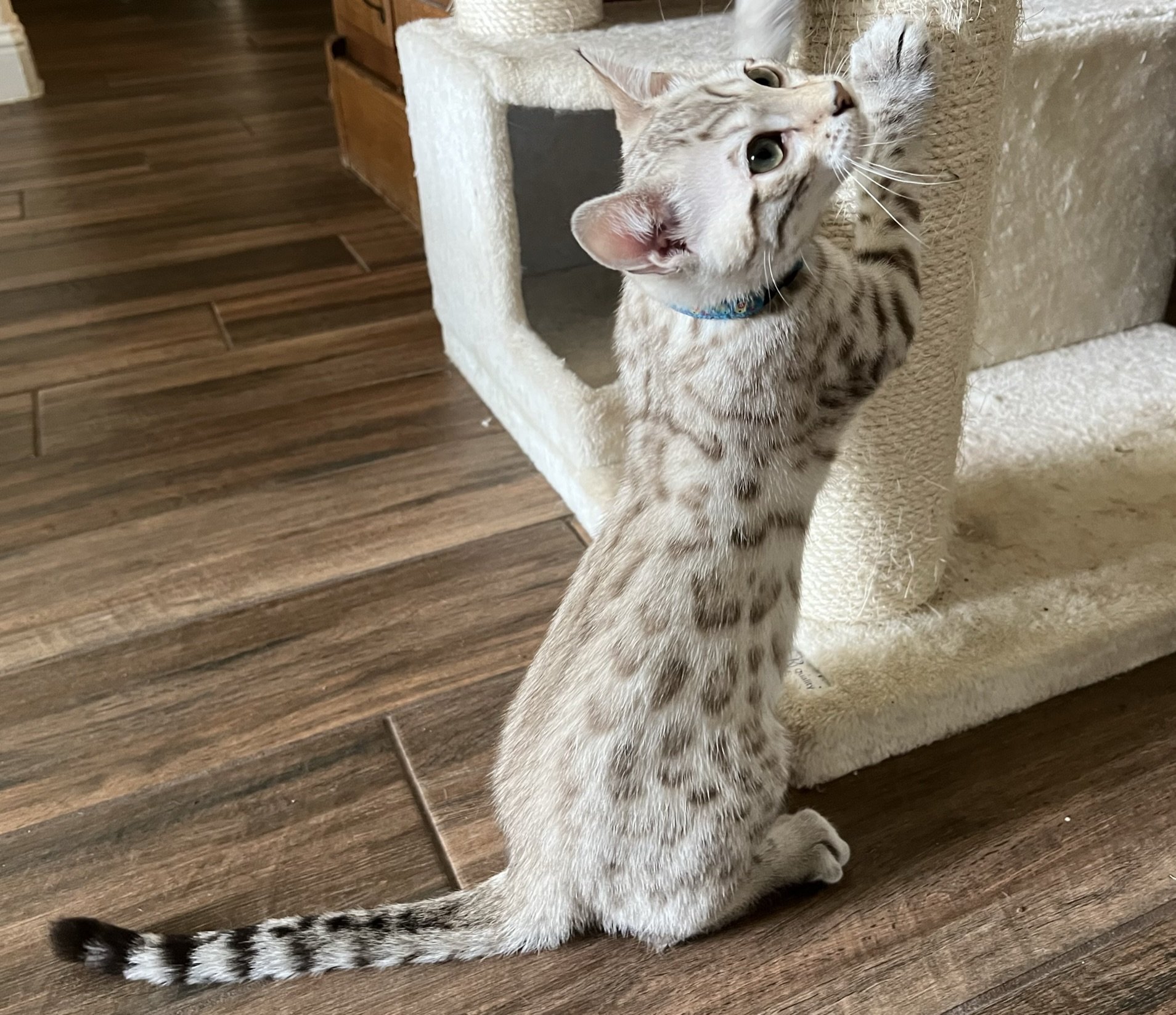 A Bengal cat indulging in its feline passion with a scratching post.