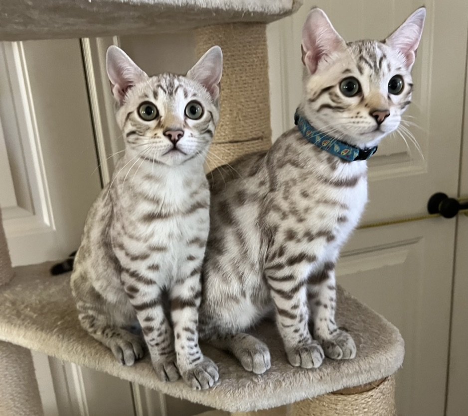 Two award-winning Bengal cats sitting on top of a scratching post.