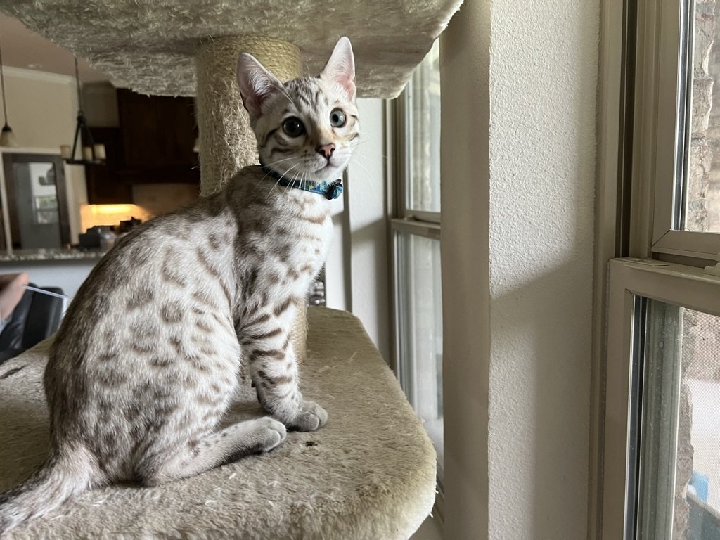 A Superior Quality Bengal cat perched on a scratching post from Lone Star Bengal Cats.