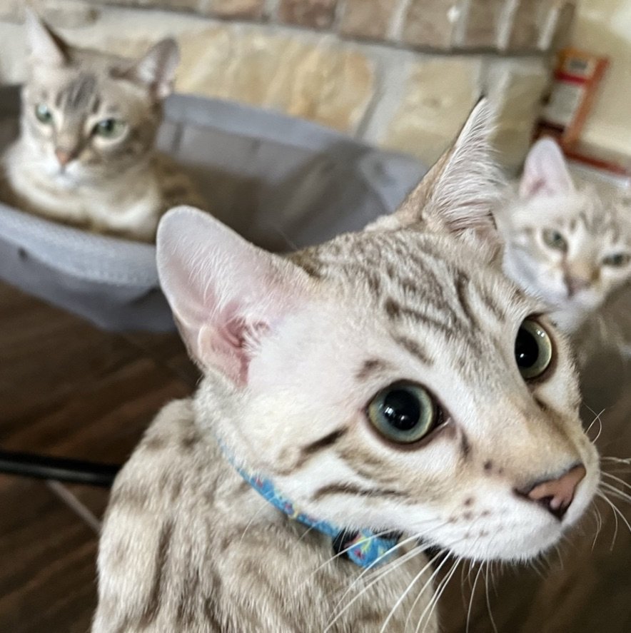 Three award-winning Bengal cats lounging in a hammock, showcasing the breeder's passion for felines in Texas.