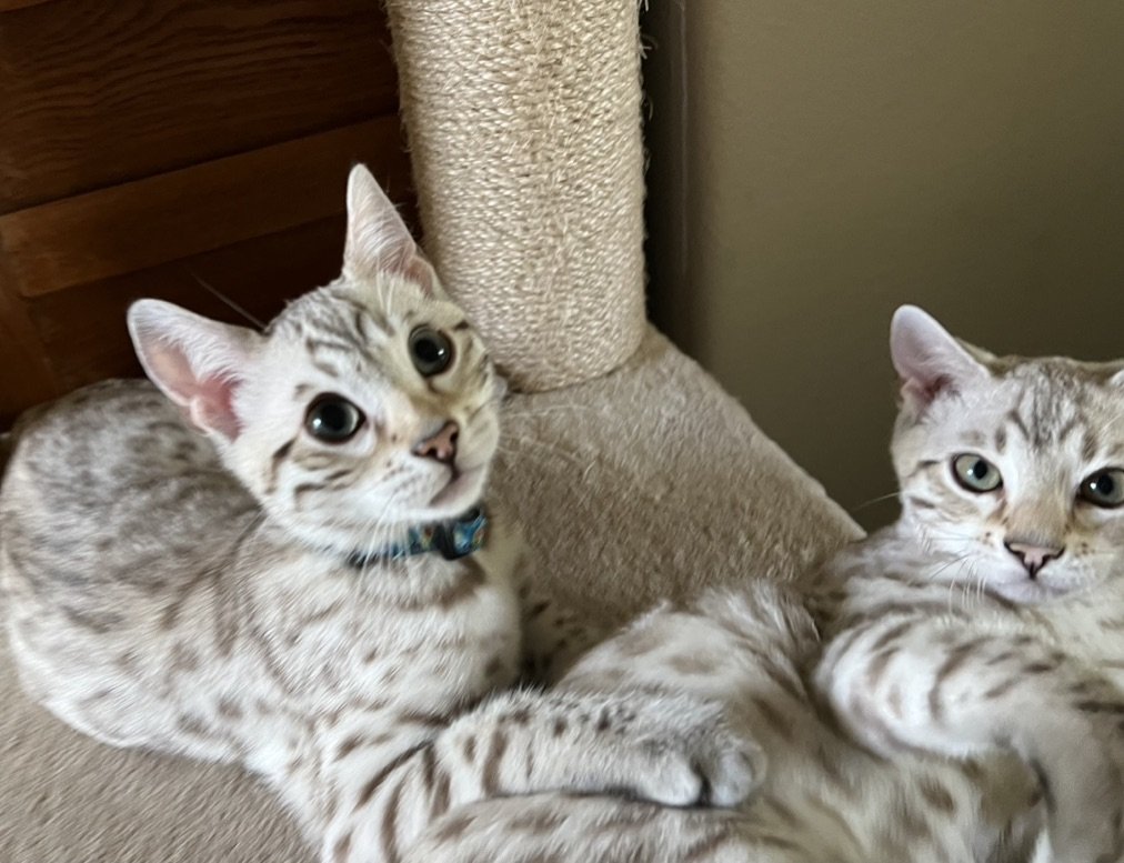 Two Bengal kittens lounging on a scratching post, bred by Lone Star Bengal Cats in Texas.