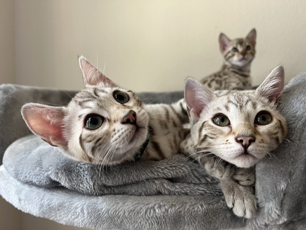 Three award-winning Bengal kittens lounging on a gray cat tree in Texas.