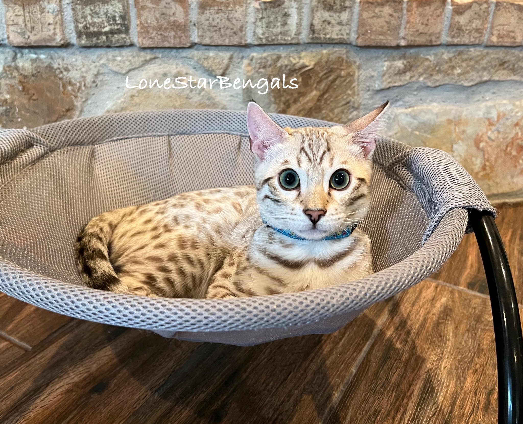 A Superior Quality Bengal cat lounging in a cat bed.