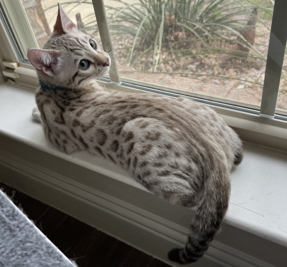 A superior quality bengal cat from Lone Star Bengal Cats sitting on a window sill.