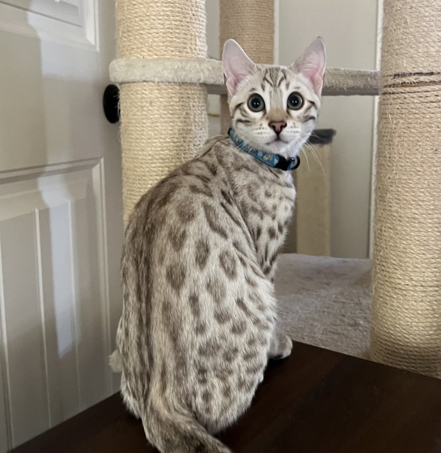A Lone Star Bengal Cats' international award-winning bengal cat sitting on top of a scratching post.