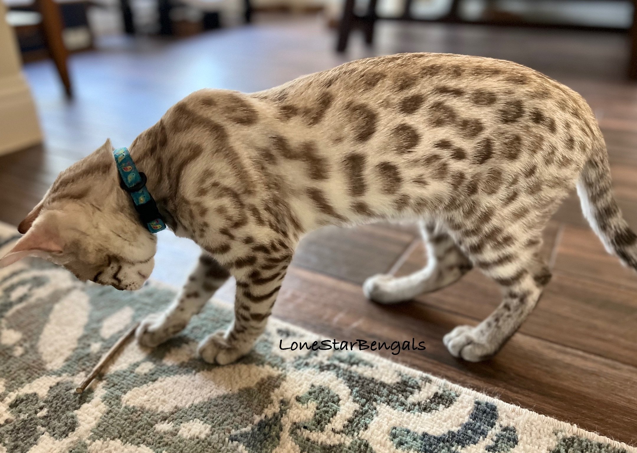 A Bengal cat from Lone Star Bengal Cats gracefully walks on a rug.
