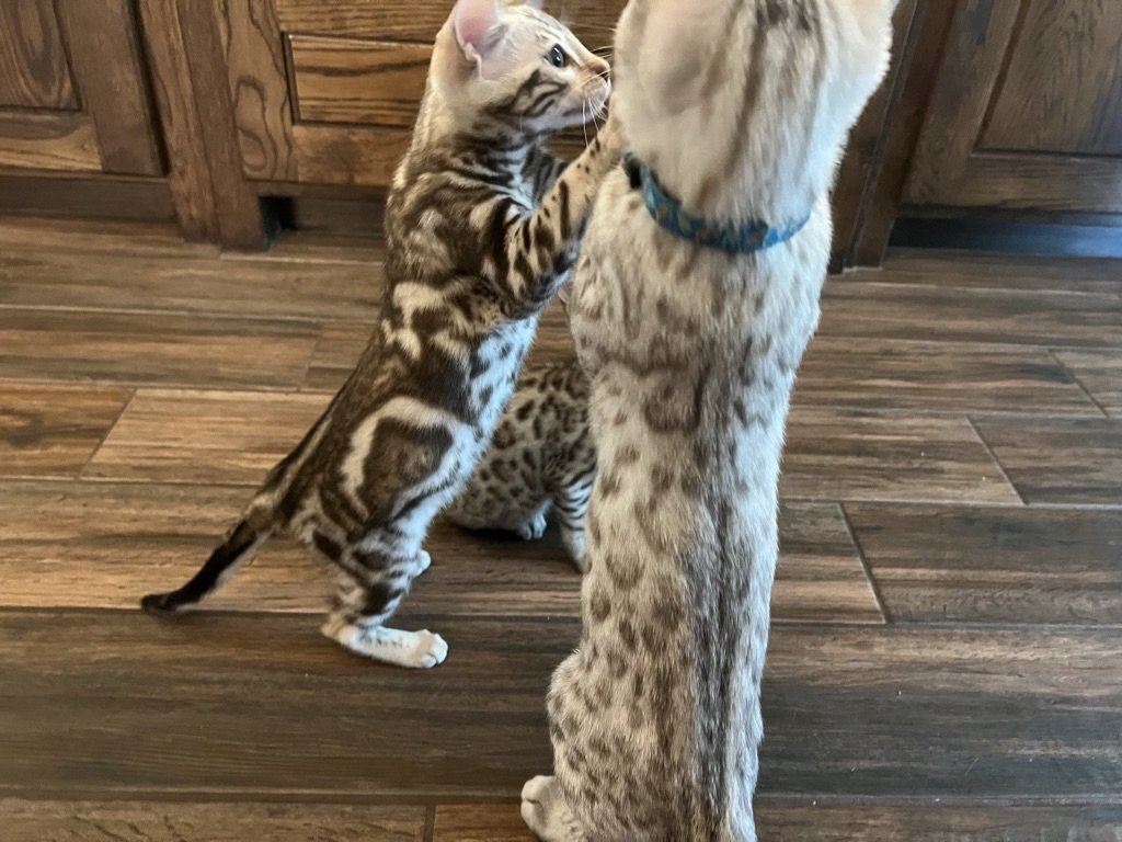 Two Bengal kittens from Lone Star Bengal Cats in Texas playfully interact with each other in a kitchen.