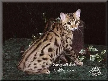 Jungle Book Cubby Coo