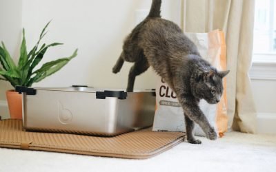 Five Common Litter Box Mistakes