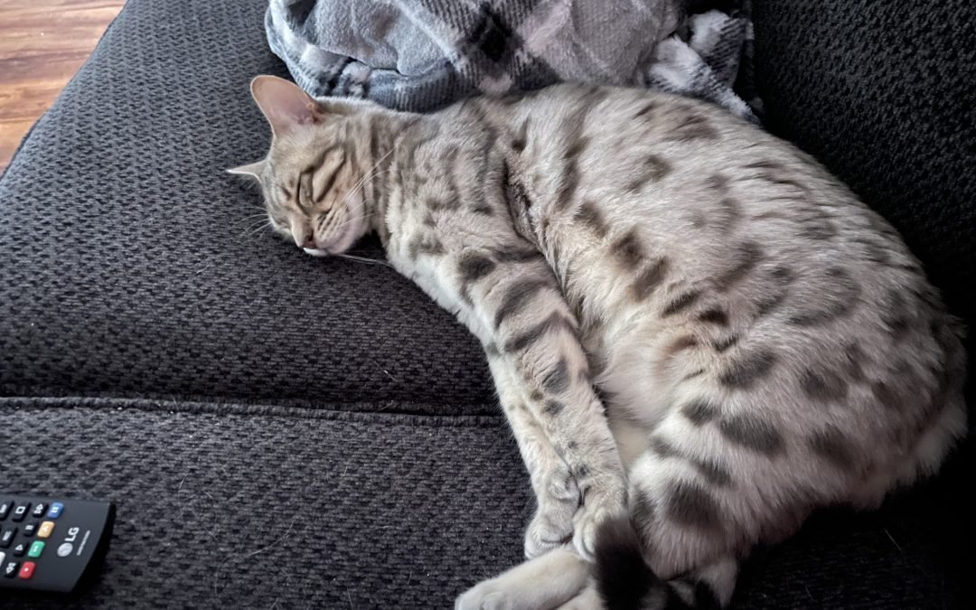An award-winning Bengal breeder's feline passion captured in an international winning photo of a cat sleeping on a couch next to a remote control.