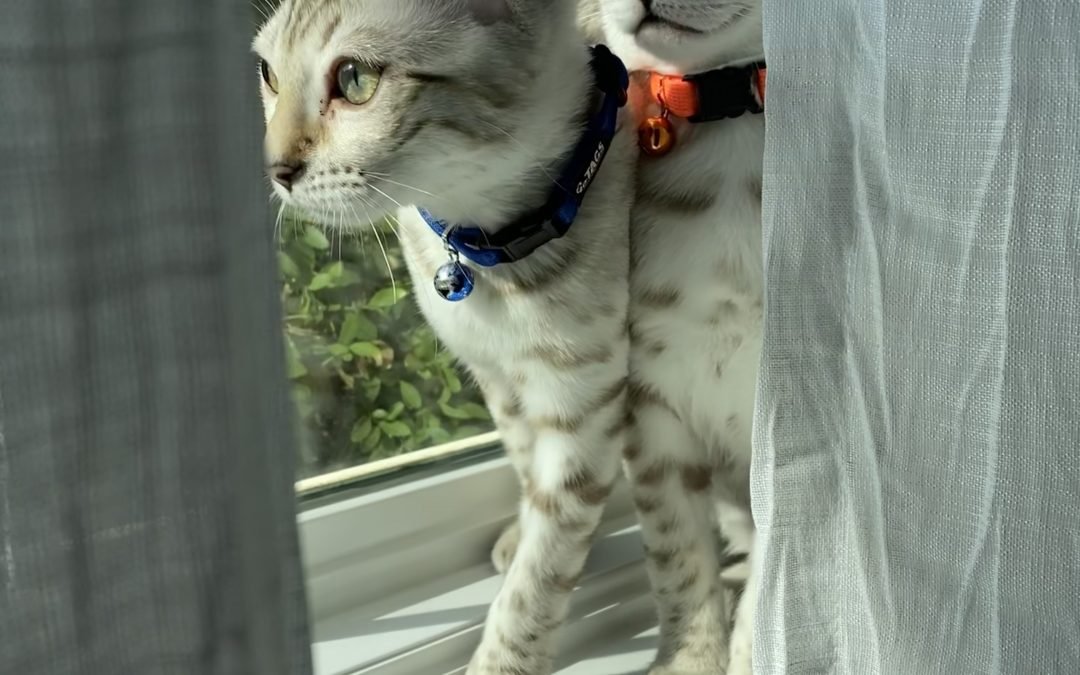 Two Bengal cats from Lone Star Bengal Cats in Texas, showcasing their feline passion as they look out of a window.