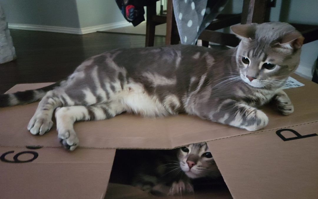 Two Bengal kittens lounging inside a cardboard box.
