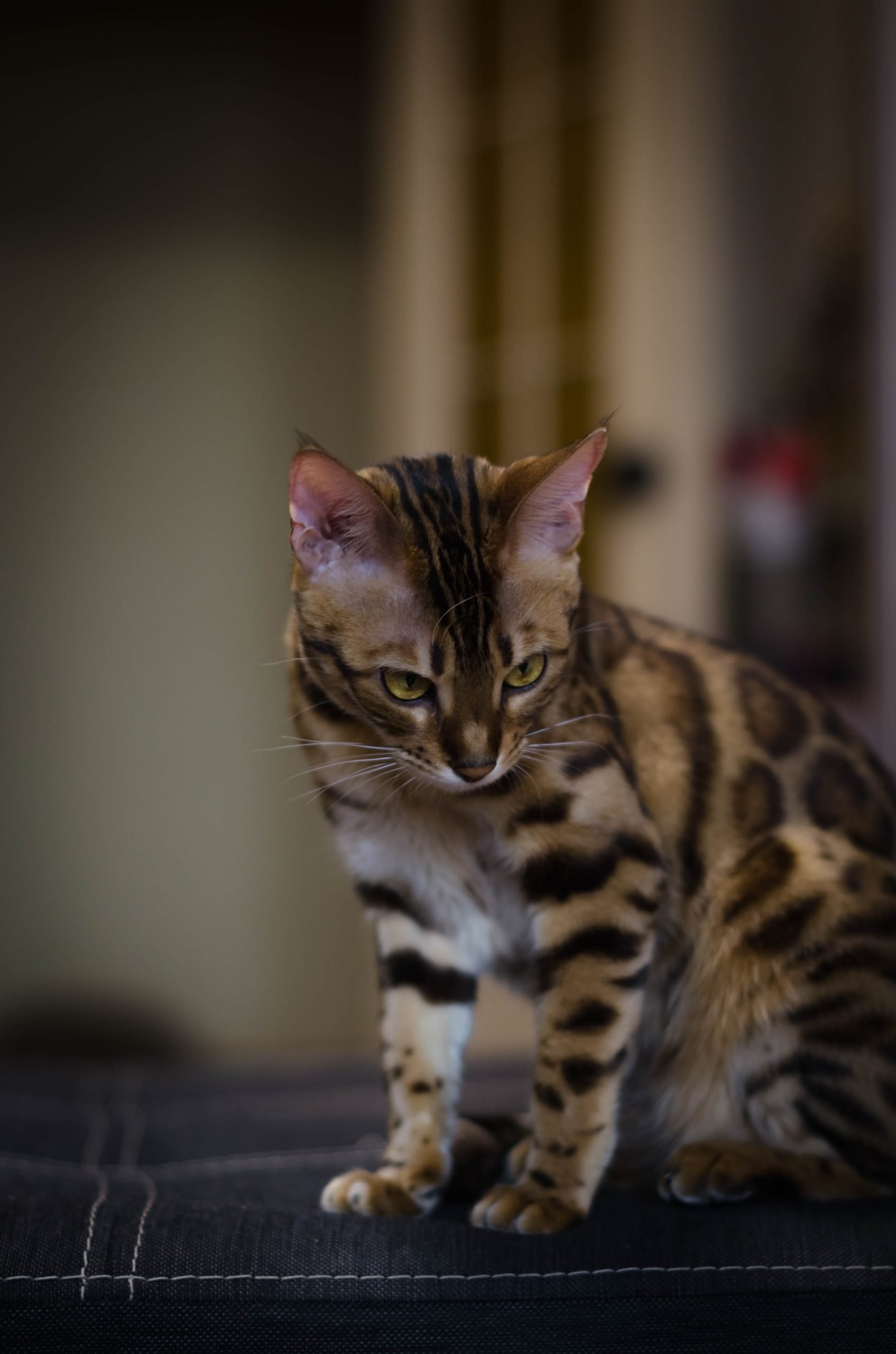 A Bengal cat, internationally acclaimed, sitting on a couch.