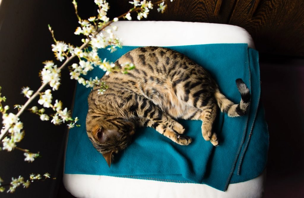 A Bengal kitten peacefully rests on a blue blanket, showcasing Feline Passion in Texas for superior quality Bengals.