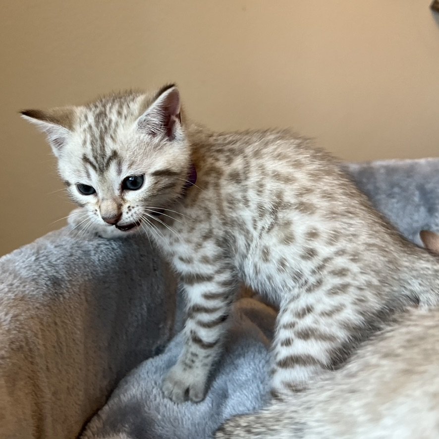 Bengal kitten with a curious and inquisitive disposition.