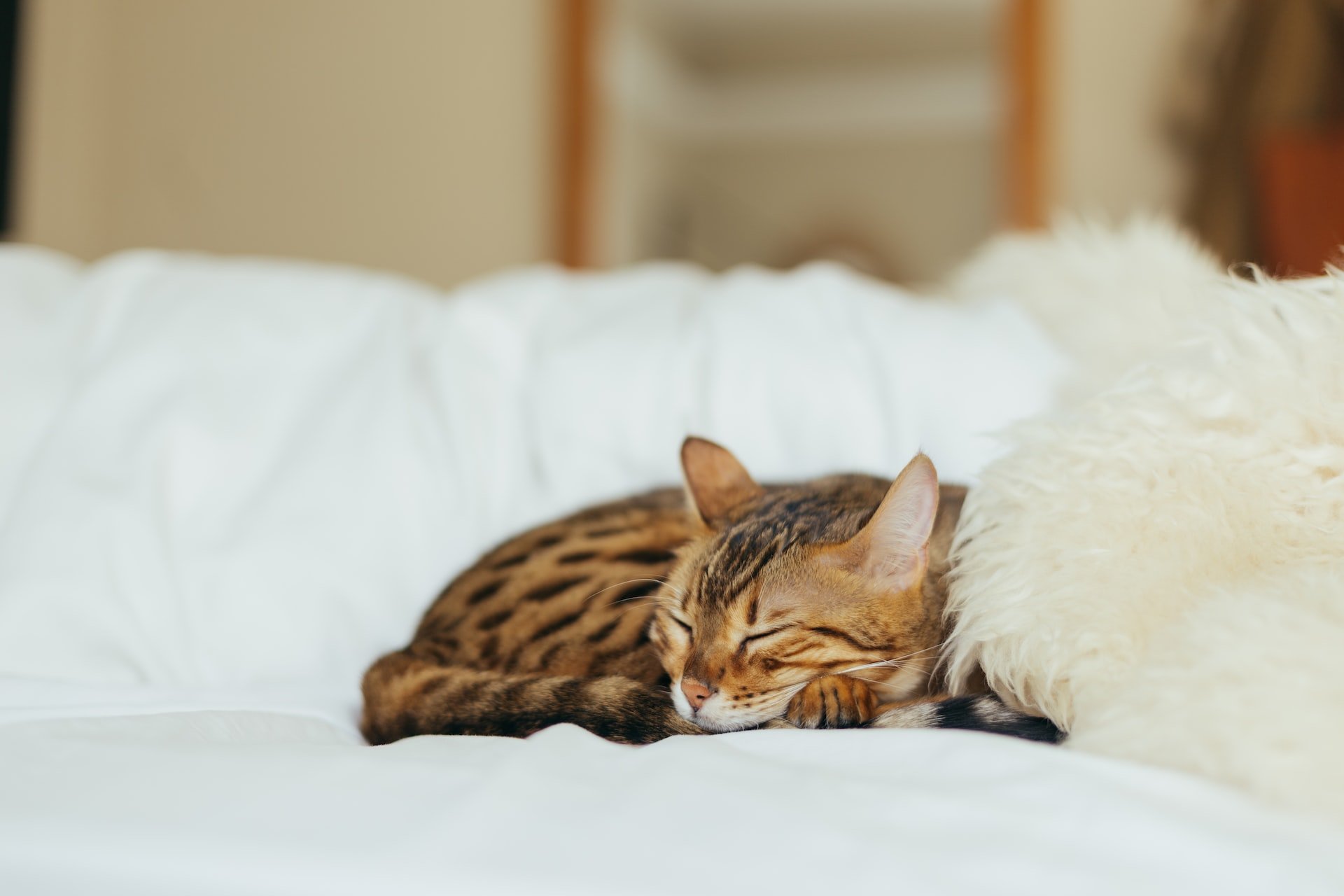 A Lone Star Bengal cat sleeping on a white couch.