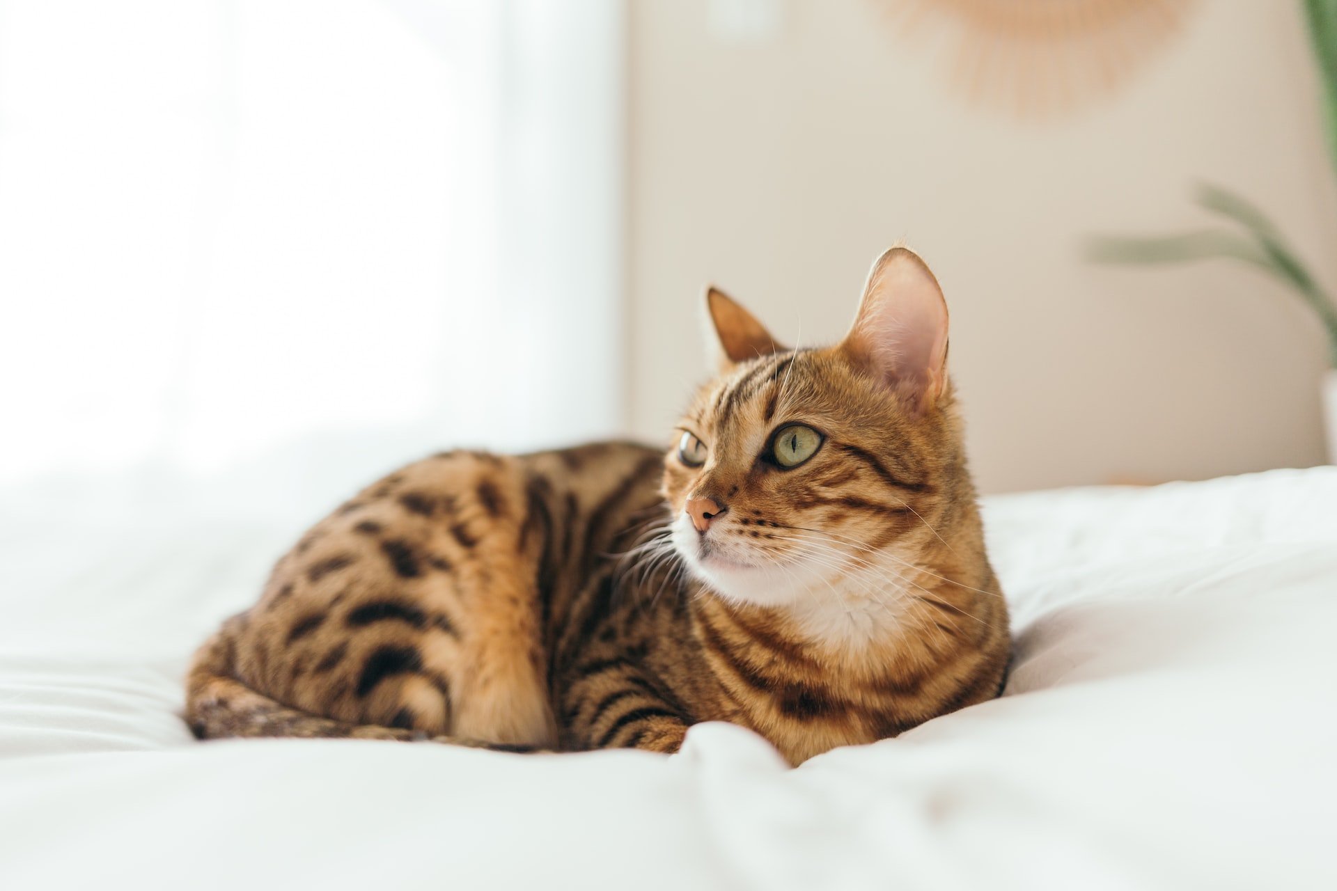 An International Winner Bengal cat resting on a white bed, showcasing feline passion.