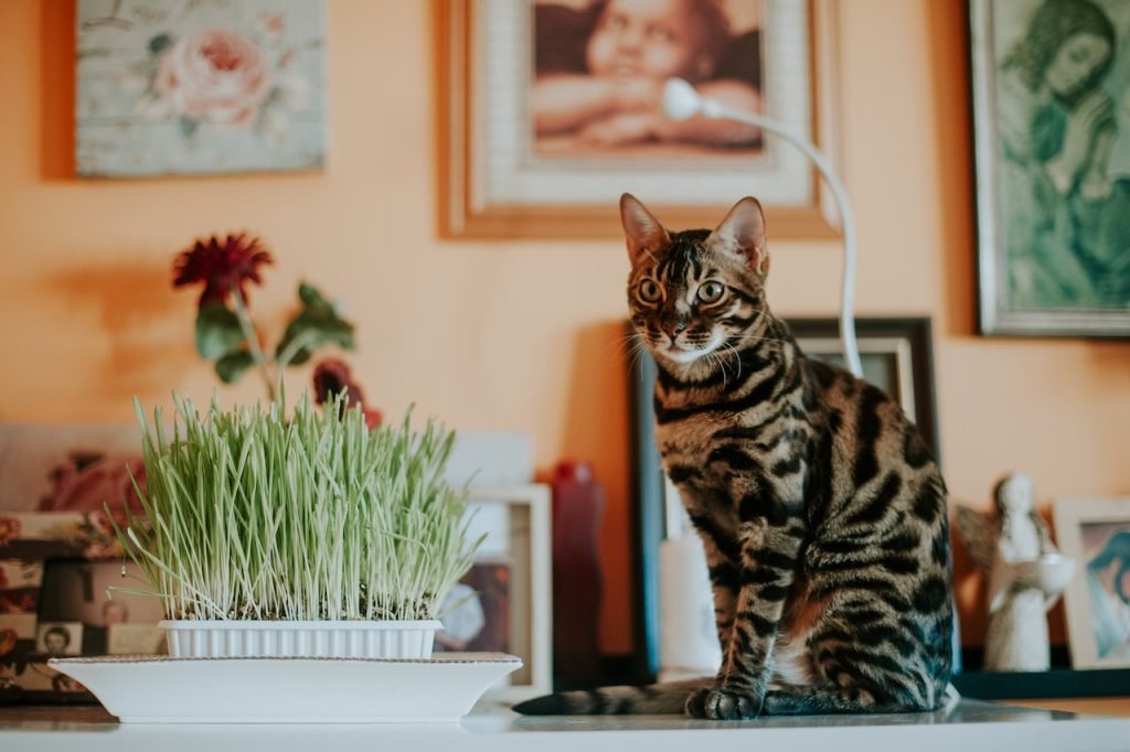 An award-winning Bengal cat sits on a table next to a pot of grass.