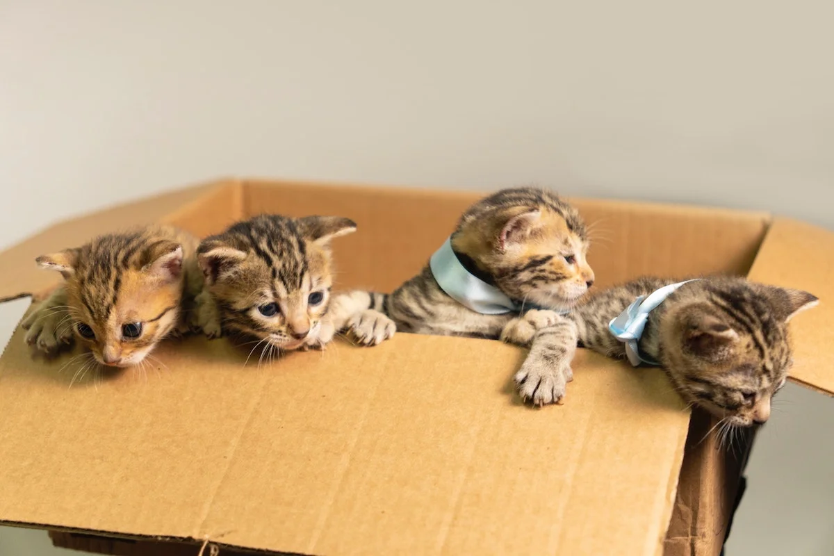 Award-winning Bengal kittens from Texas sitting in a cardboard box.