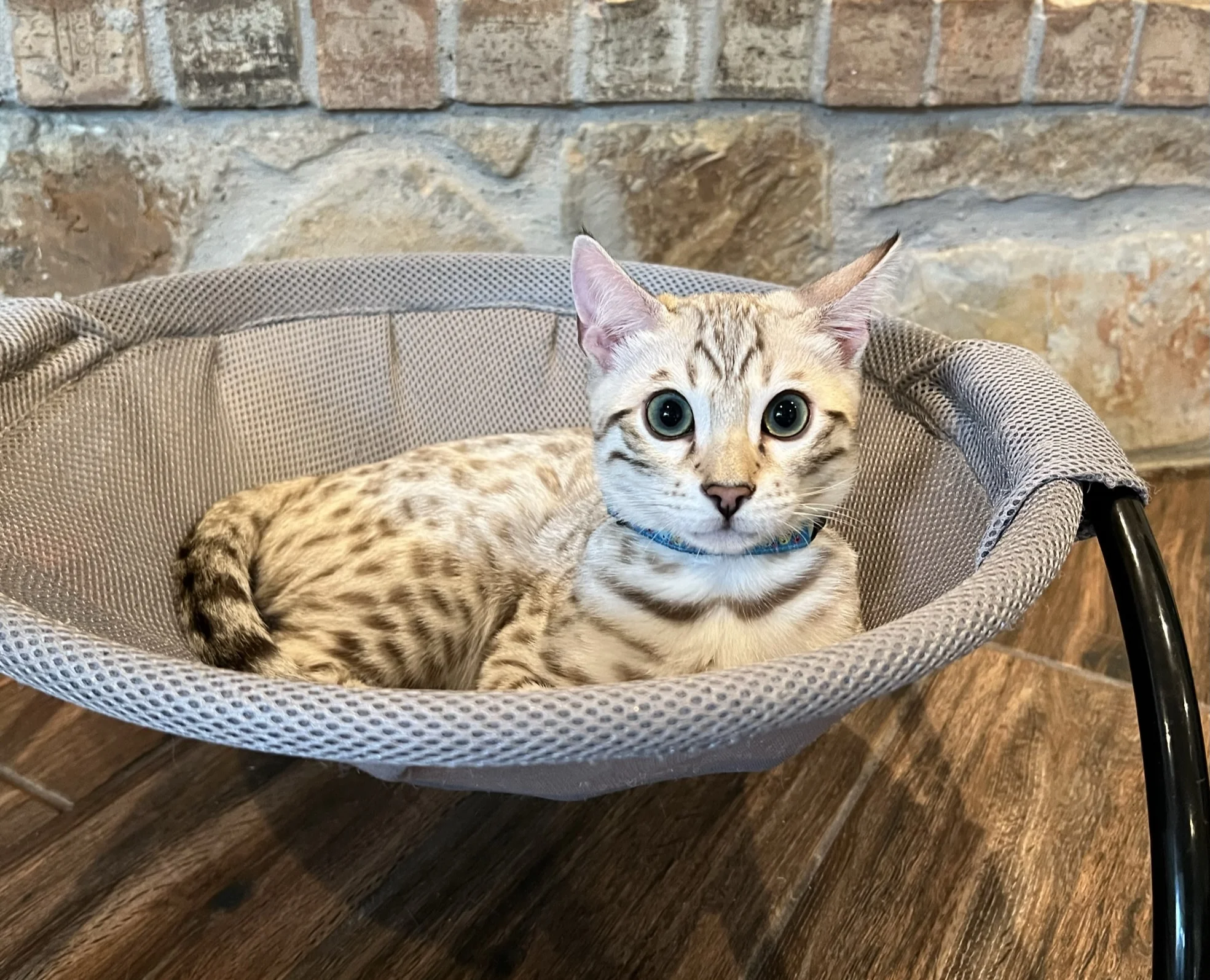 A Bengal cat from Lone Star Bengal Cats peacefully rests in a cozy cat bed.