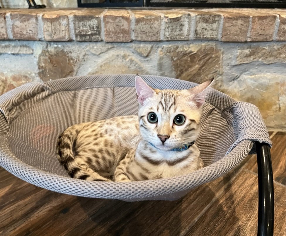 An award-winning Bengal breeder's bengal cat lounging in a cat bed.