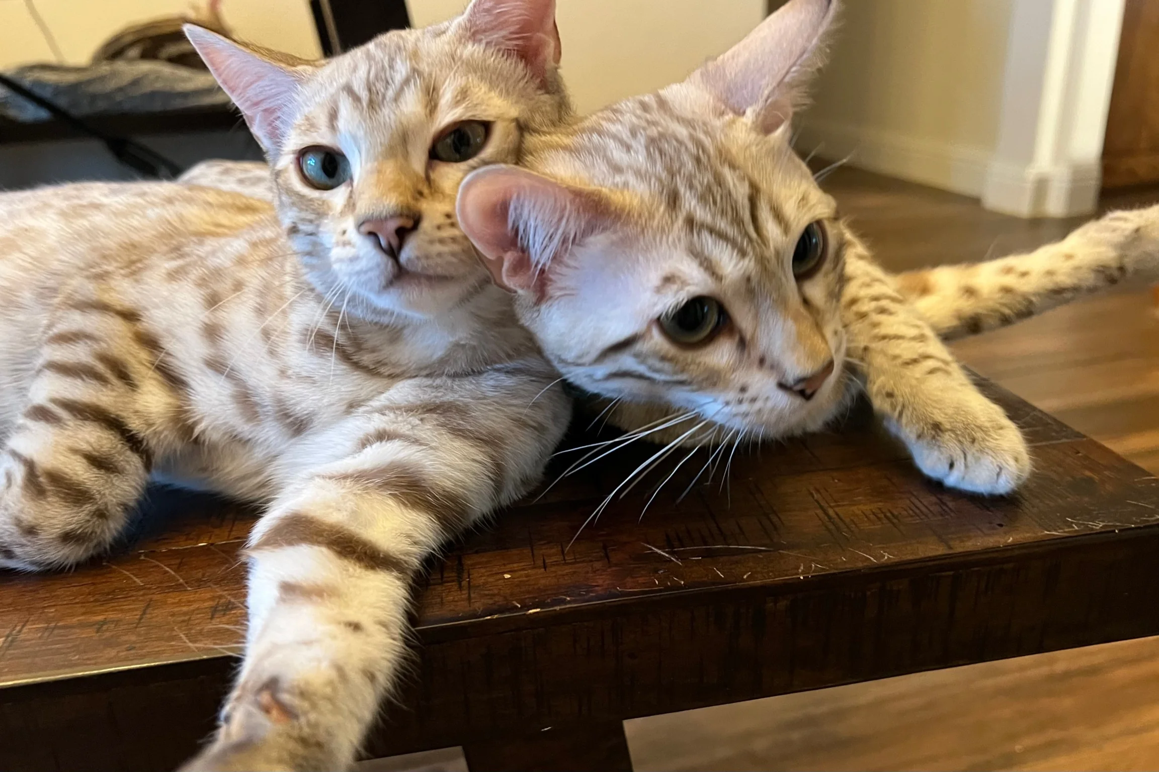 Award-Winning Bengal Breeder showcasing two Feline Passionate bengal cats on a wooden table.