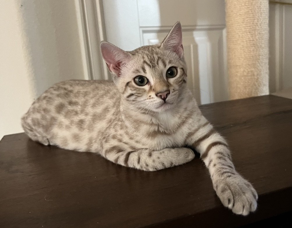 An Award-Winning Bengal Breeder captures the Feline Passion of a Bengal cat lounging on a wooden table.