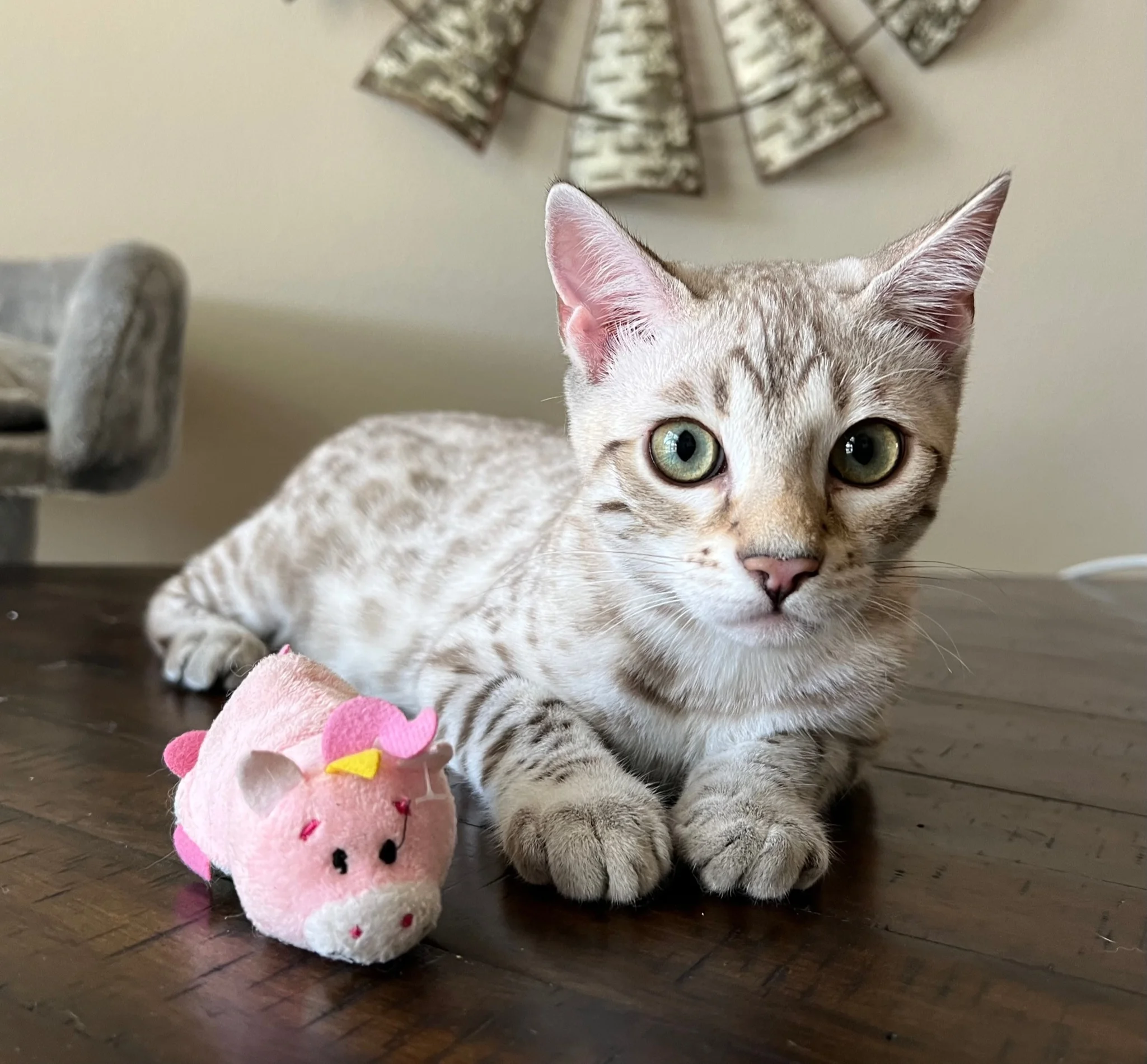 A superior quality Bengal cat is laying on a table next to a stuffed pig.