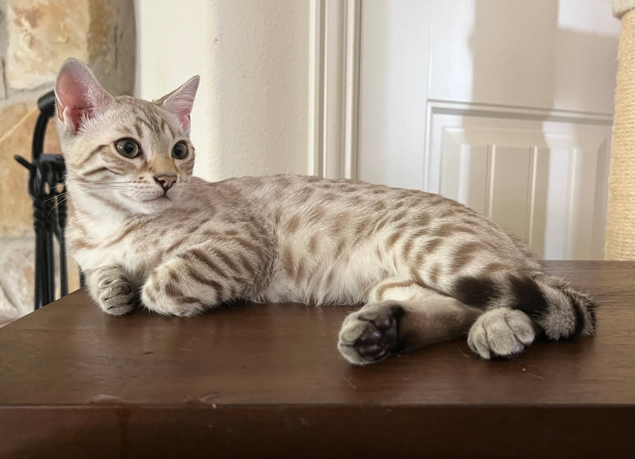 An award-winning Bengal breeder's lone star kitten lounging on a table.