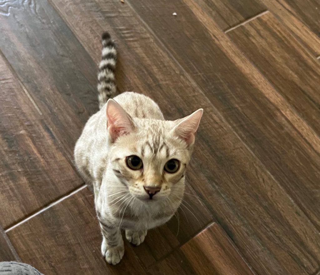 An award-winning Bengal cat showcasing feline passion on a wooden floor.