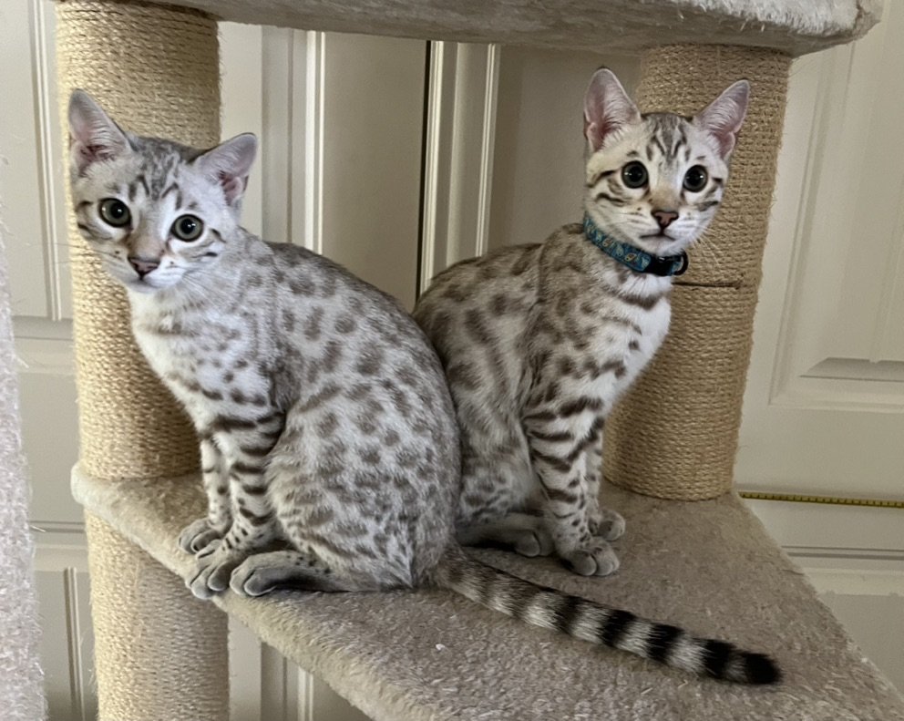 Two superior quality Bengal cats sitting on top of a scratching post.