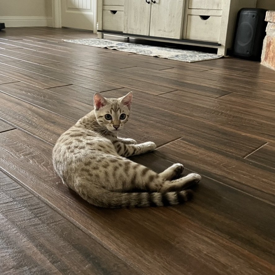 An award-winning Bengal breeder's feline passion captured in a photo of a Bengal cat lounging on a wooden floor.