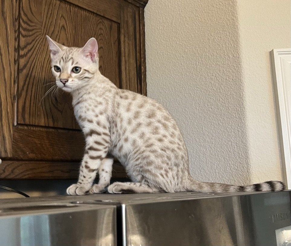 A Bengal kitten Texas atop a refrigerator from an award-winning breeder (Superior Quality Bengals).