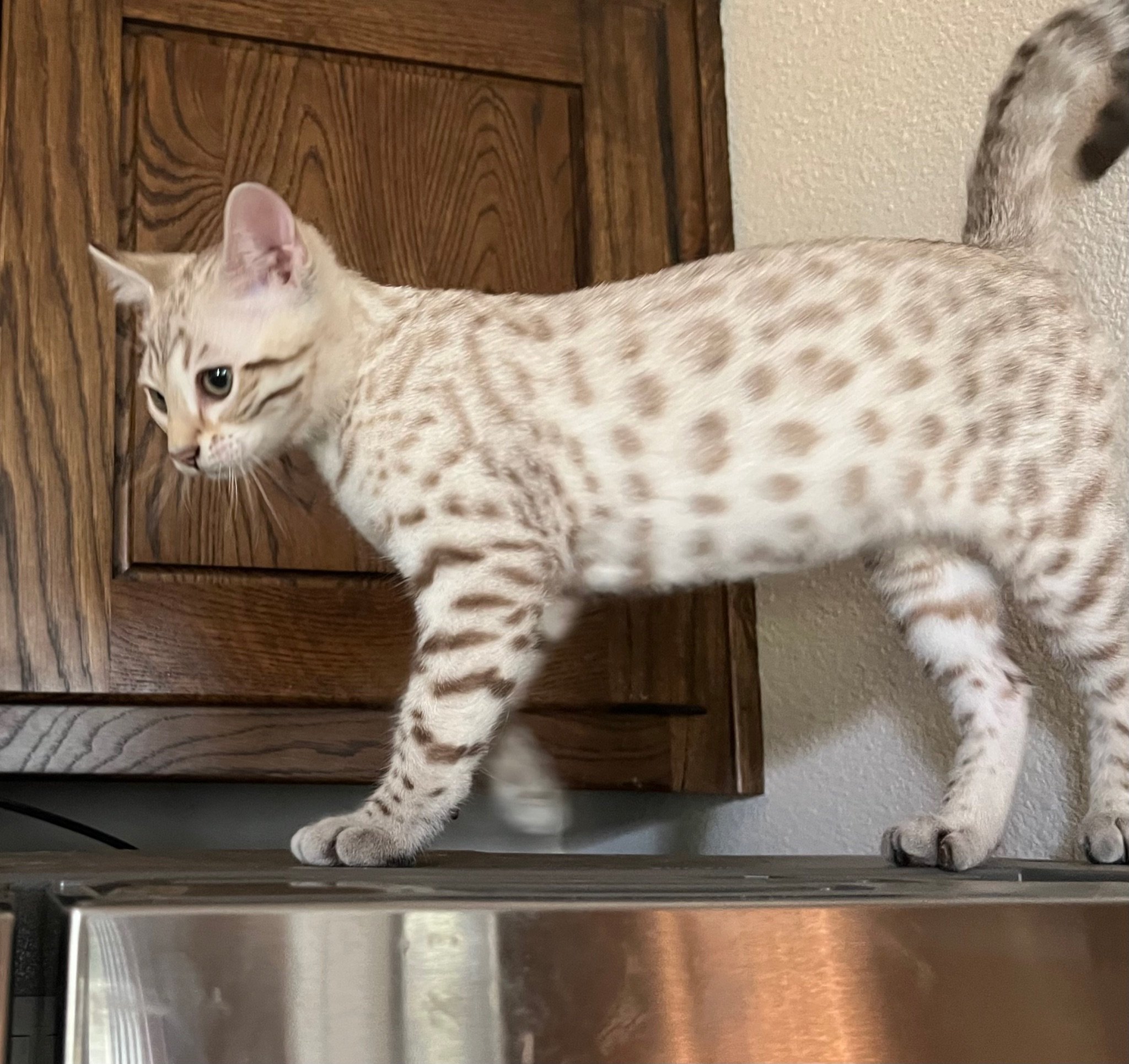 A Bengal kitten from Lone Star Bengal Cats showcasing their feline passion by confidently standing atop a refrigerator.