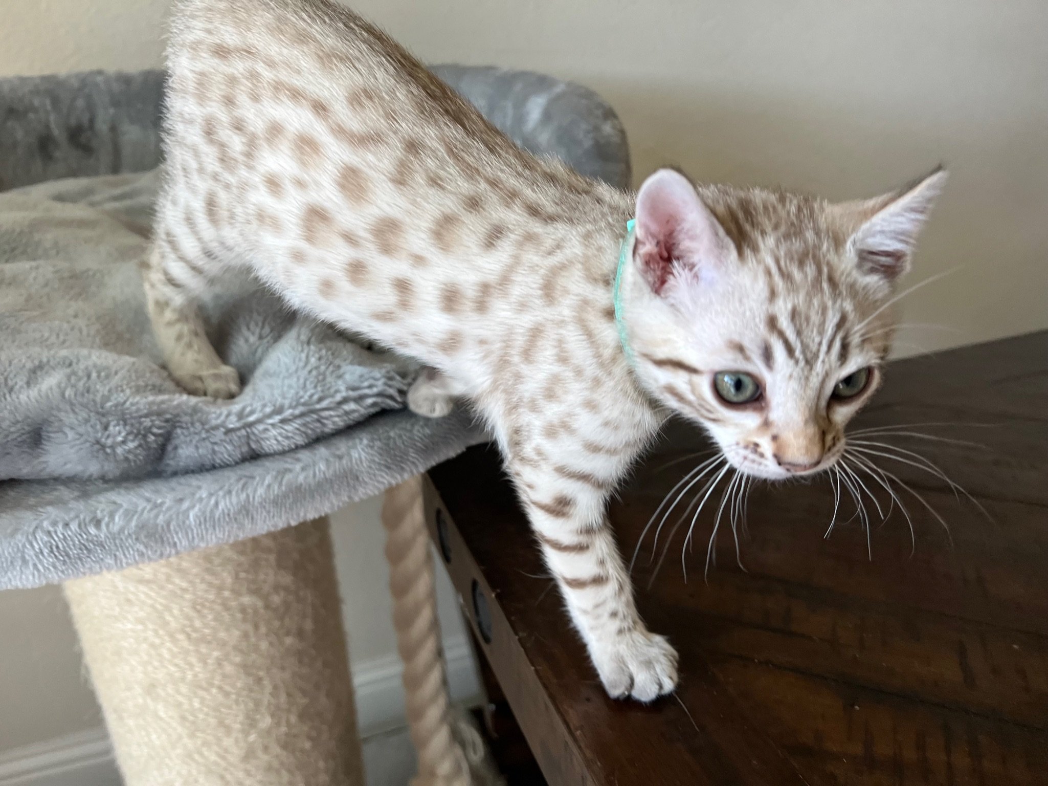 A superior quality Bengal kitten perched atop a scratching post from an award-winning Bengal breeder in Texas.
