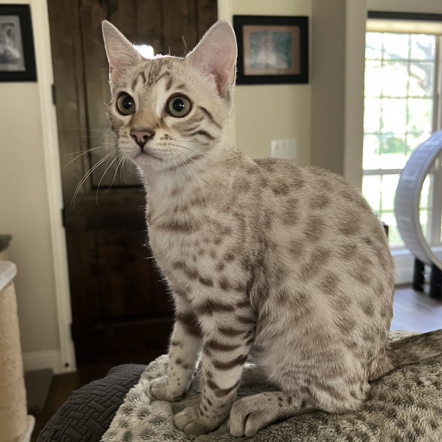 An International Winner bengal cat, a testament to the breeder's Feline Passion, gracefully perched on top of a couch.