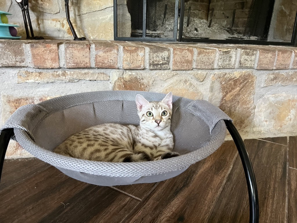 A Bengal cat, bred in Texas, peacefully lounging in a comfortable cat bed.