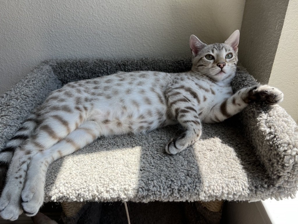 A Superior Quality Bengal cat from Lone Star Bengal Cats enjoys lounging on an International Winner scratching post.