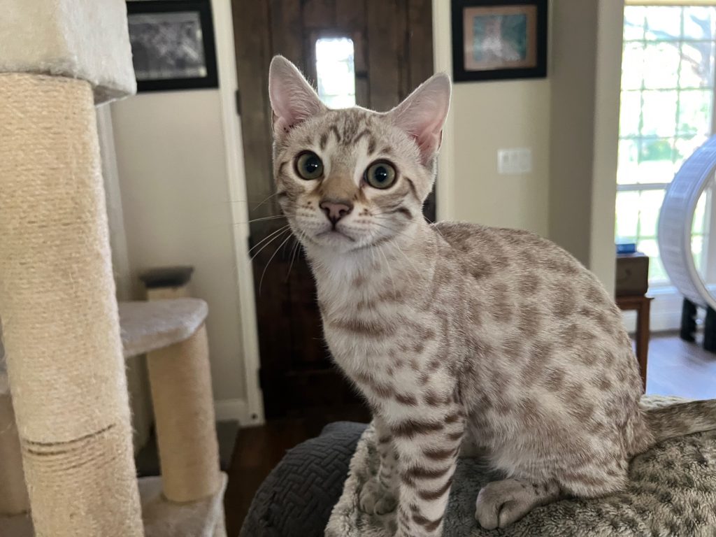 An award-winning Bengal breeder presents a superior-quality bengal cat atop a couch.