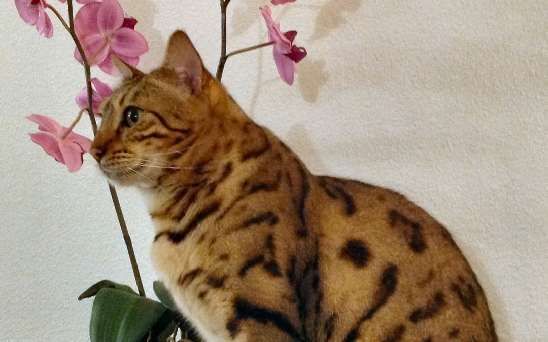 An award-winning Bengal breeder in Texas presents a superior quality Bengal kitten sitting on a table next to a flower pot.