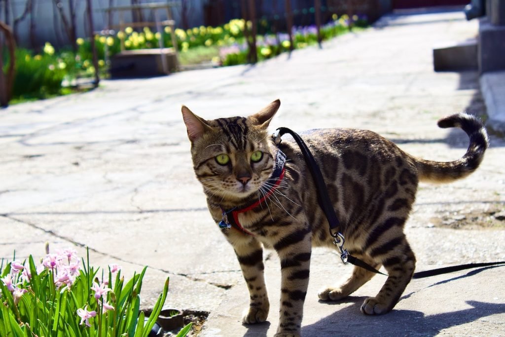 A Superior Quality Bengal cat walking on a leash.