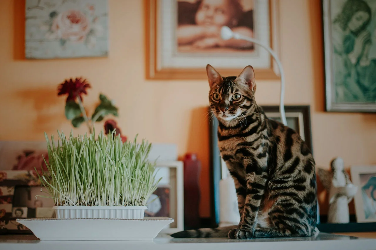 Cleaning Your Bengal Cat’s Fur: Tips and Tricks