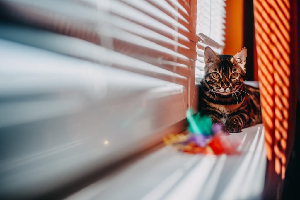 An award-winning Bengal cat from Lone Star Bengal Cats sitting on a window sill.