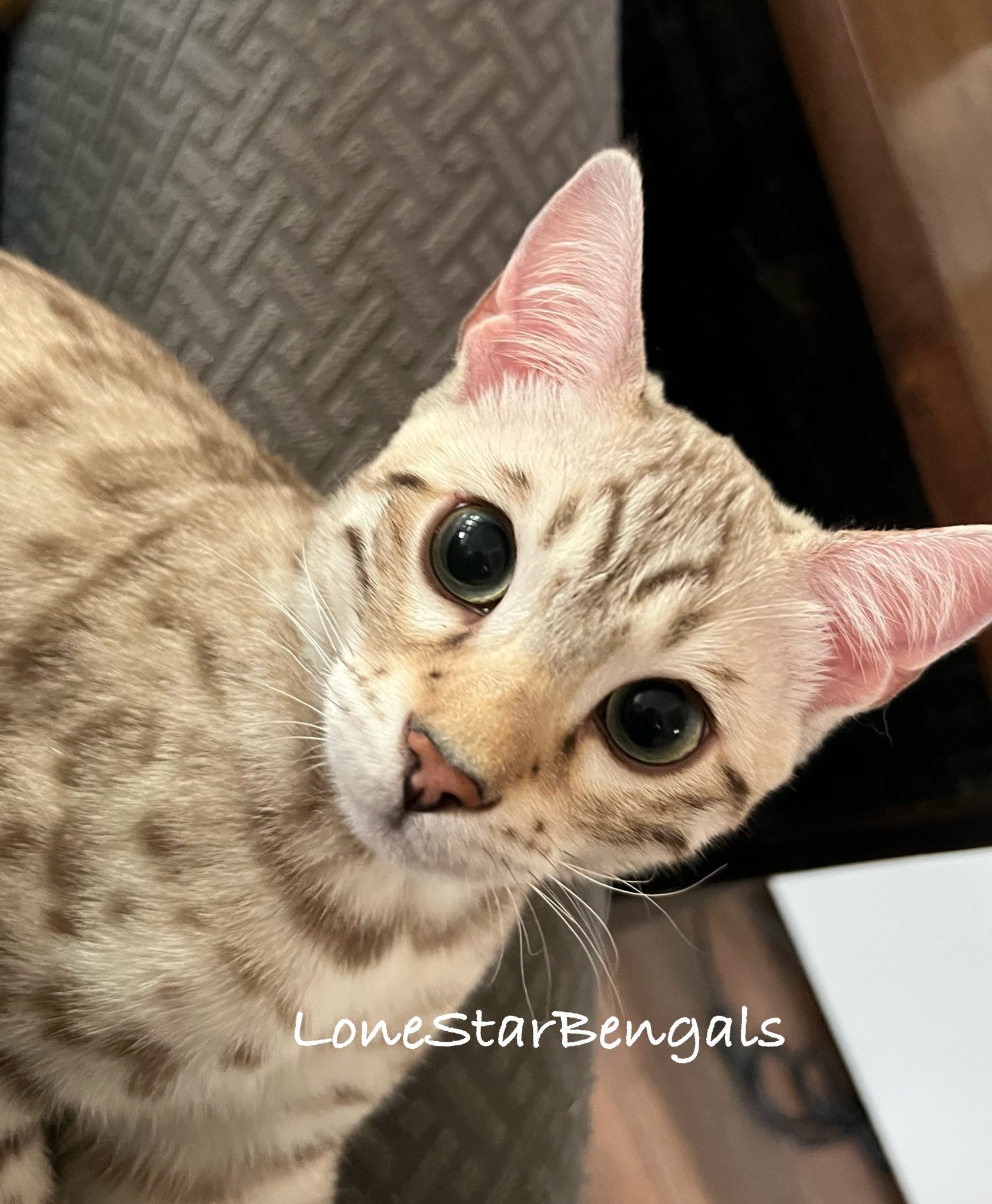 A Bengal cat, from Lone Star Bengal Cats, lounging on a couch.