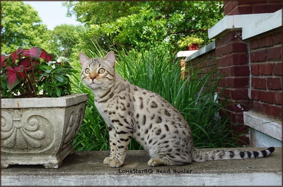 A Bengal kitten playfully pouncing on a toy.