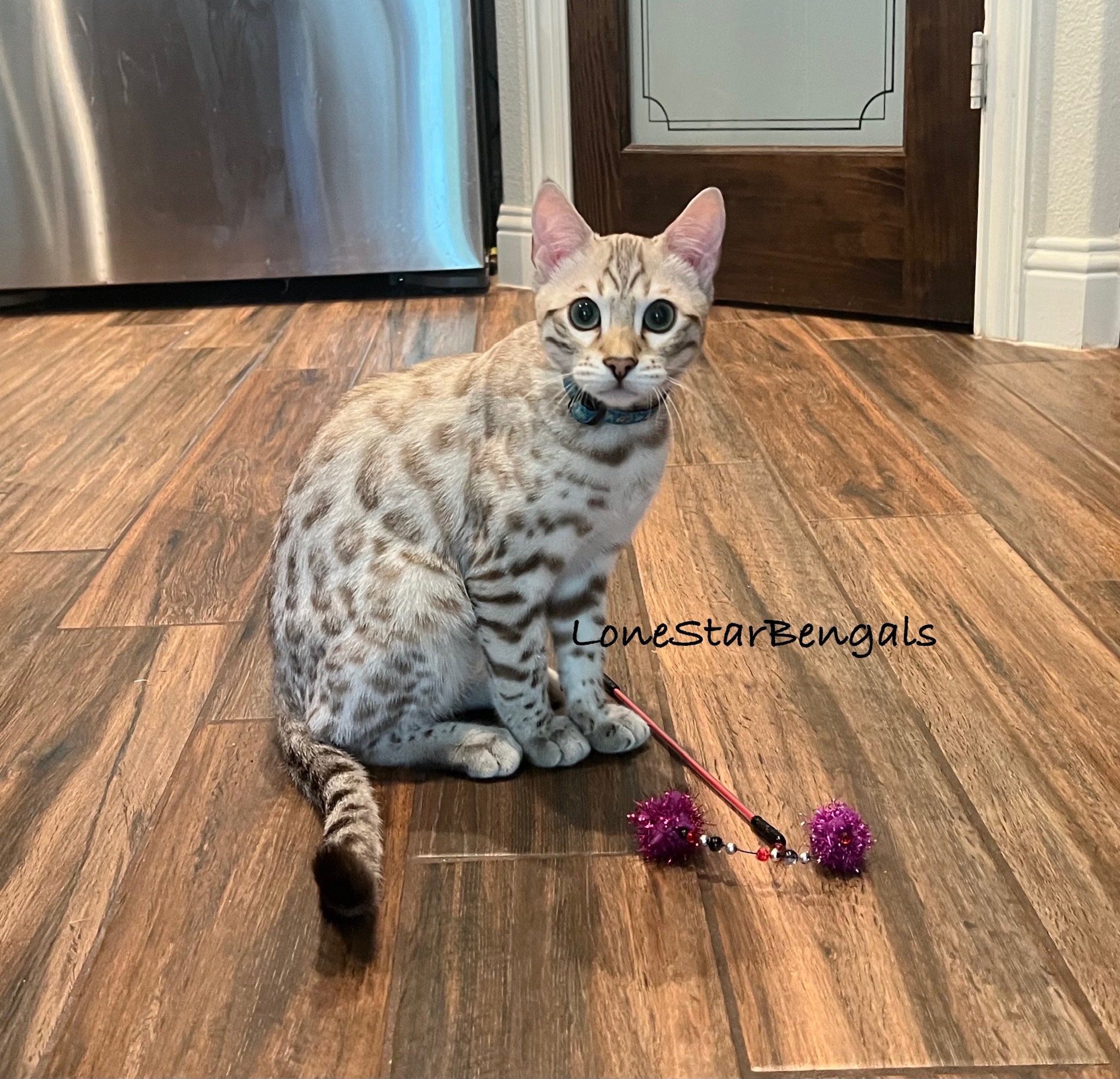 A Superior Quality Bengal from Lone Star Bengal Cats displaying feline passion while playing with a toy on the floor.